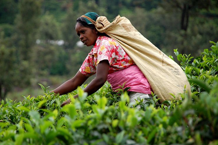 Cueilleuse de thé au Sri Lanka