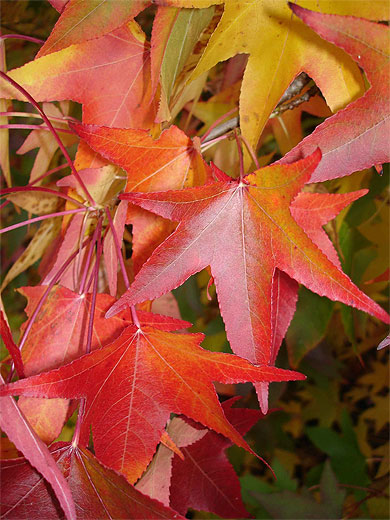 Un érable en automne Un érable en automne