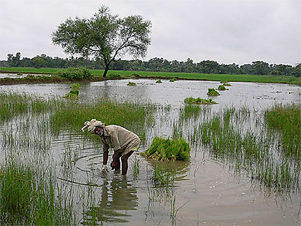 La campagne dans les environs de Pondichéry, travail dans les rizières