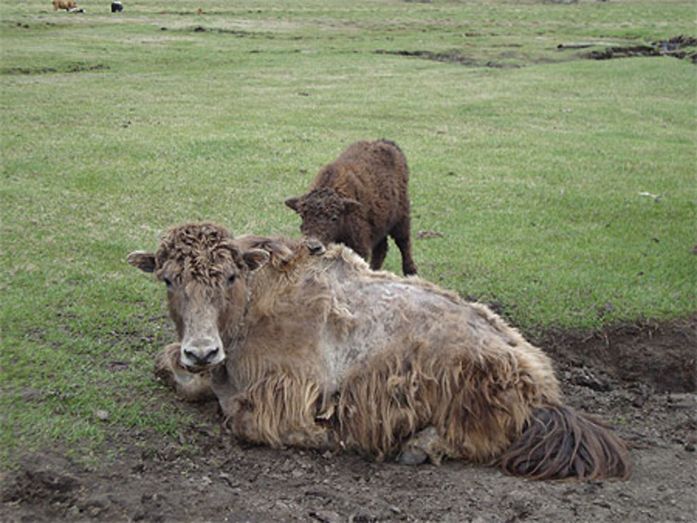 Yaks