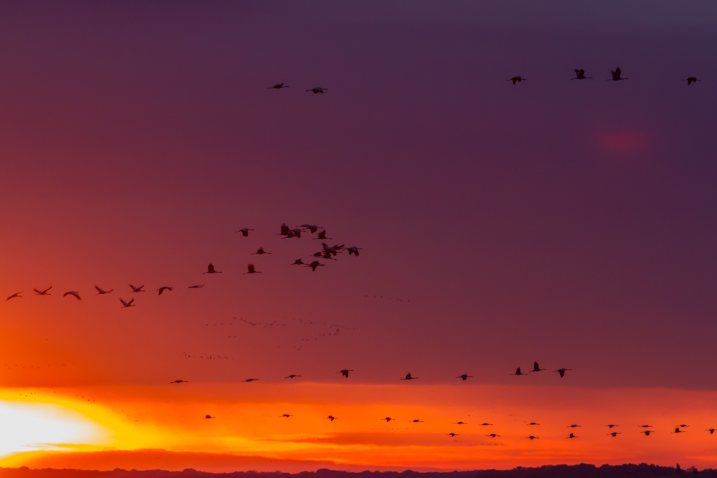 Envol des grues au lever du soleil Envol des grues au lever du soleil