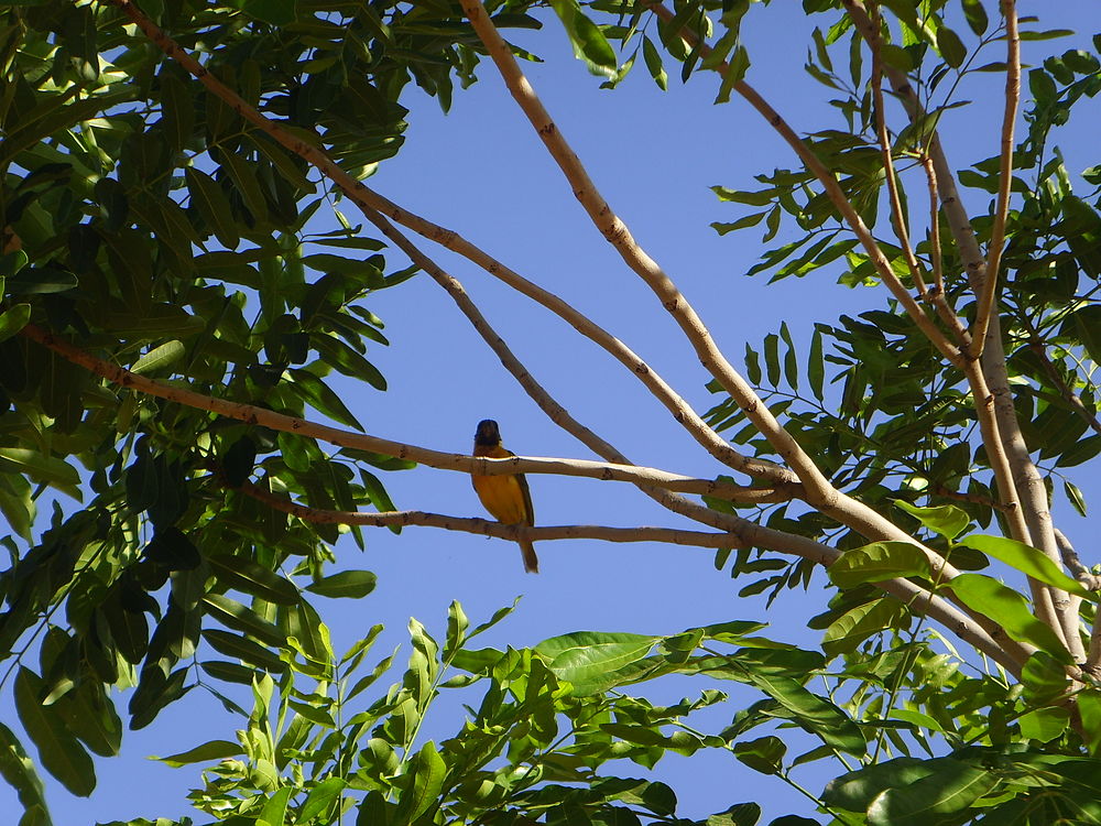 Oiseau à Gamadgi