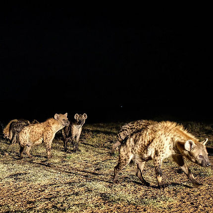 Les fameuses hyènes sauvages d'Harar 