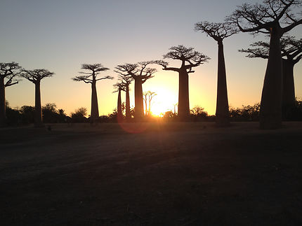 Les baobabs de Morondava, Madagascar