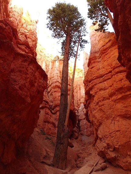 Végétation au milieu des hoodoos de Bryce Canyon