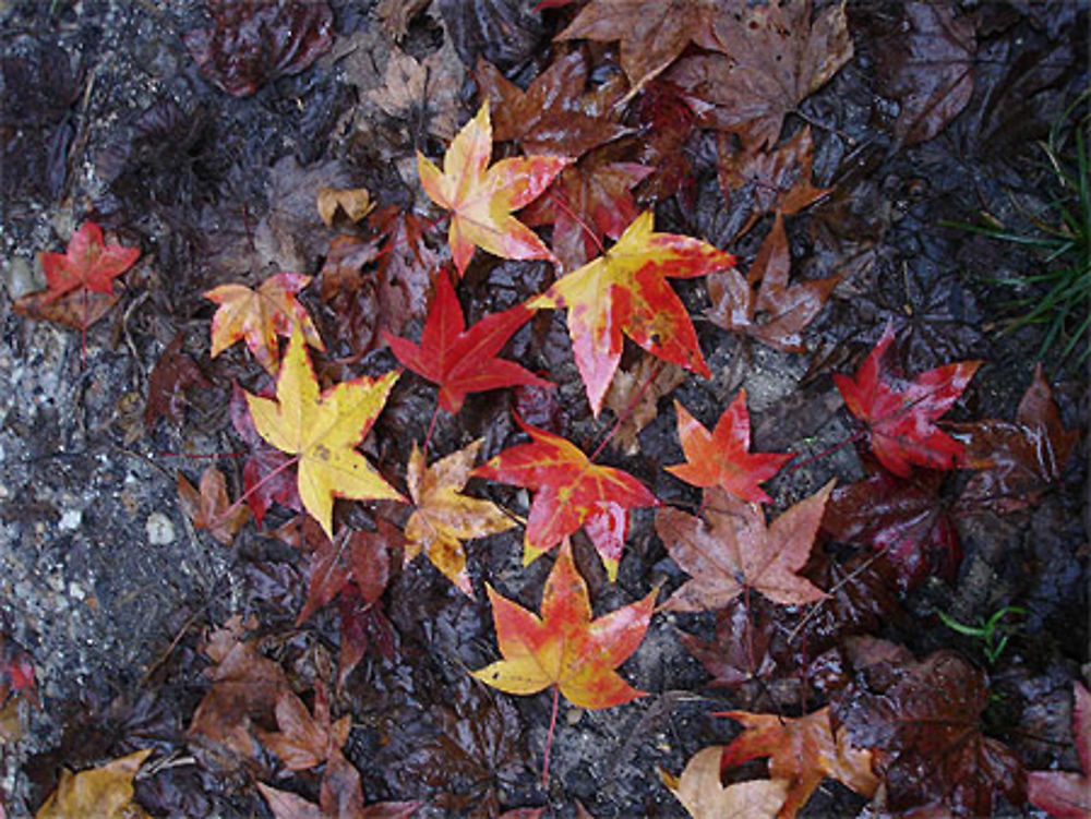 Feuilles d'automne