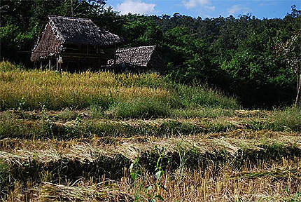 Les rizières de Thaïlande