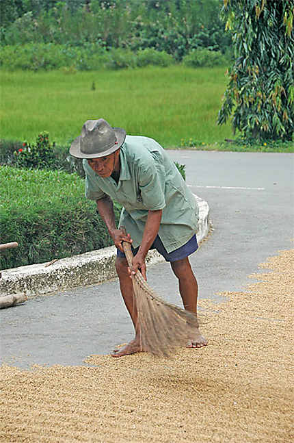 Séchage du riz sur la voie publique