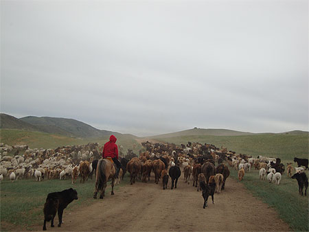 Transhumance Transhumance