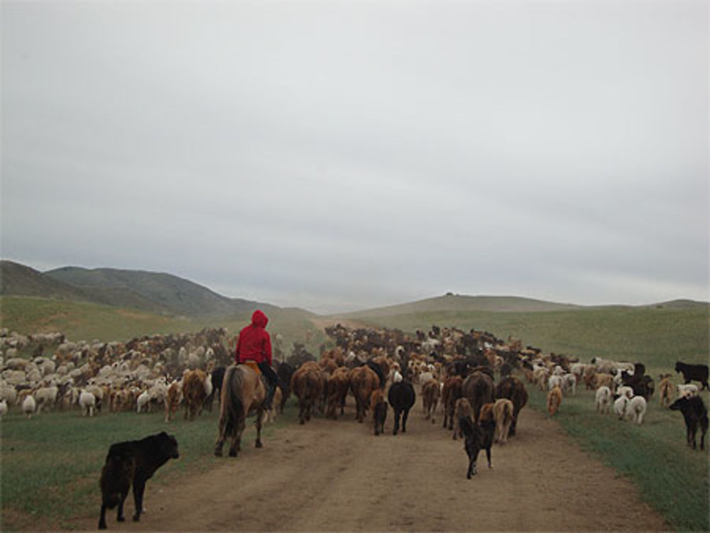 Transhumance