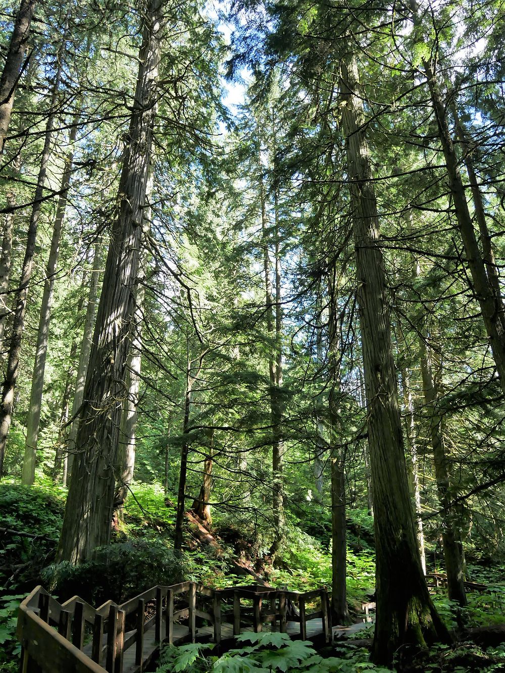 Forêt des pruches, glaciers park