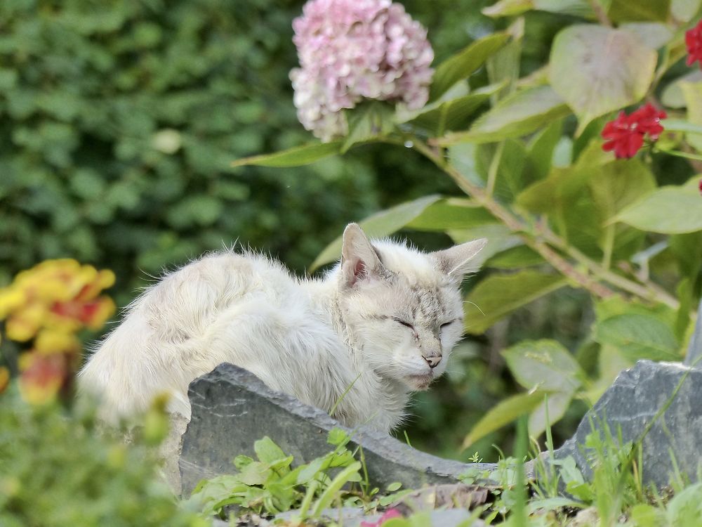 Parmi les fleurs 