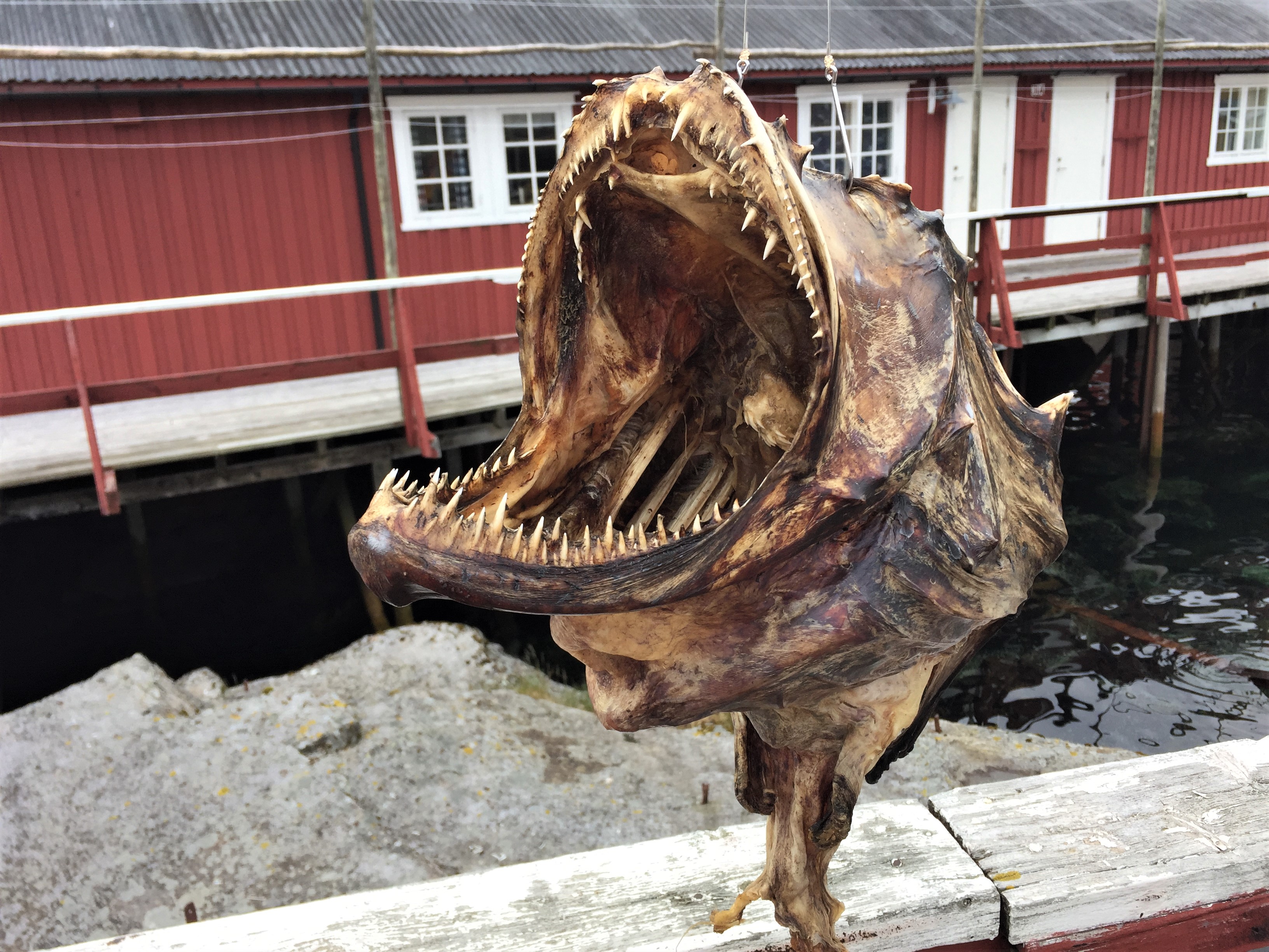 Tête de morue à Nusfjord : Poissons : Nusfjord : Île de Flakstadøy : Îles  Lofoten et Vesterålen : Norvège : Routard.com