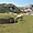 Les vaches au lac de Nino