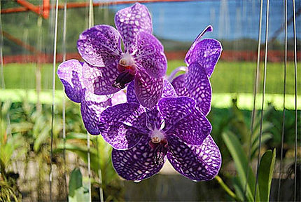Les Orchidées de Thailande