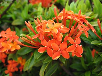 Fleur polynésienne
