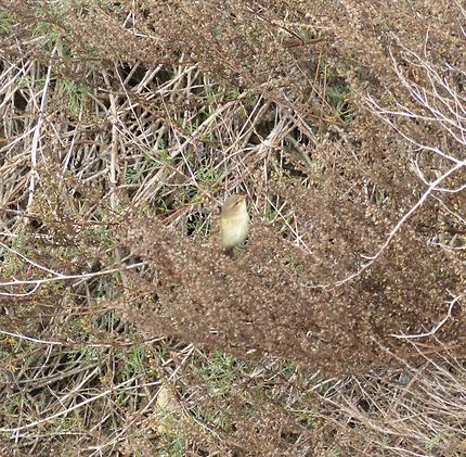 Minuscule oiseau des buissons à Pyla-sur-Mer