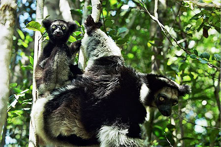 L'Indri-indri L'Indri-indri