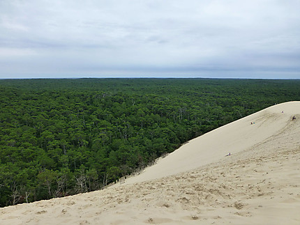 Pente de sable vers la forêt
