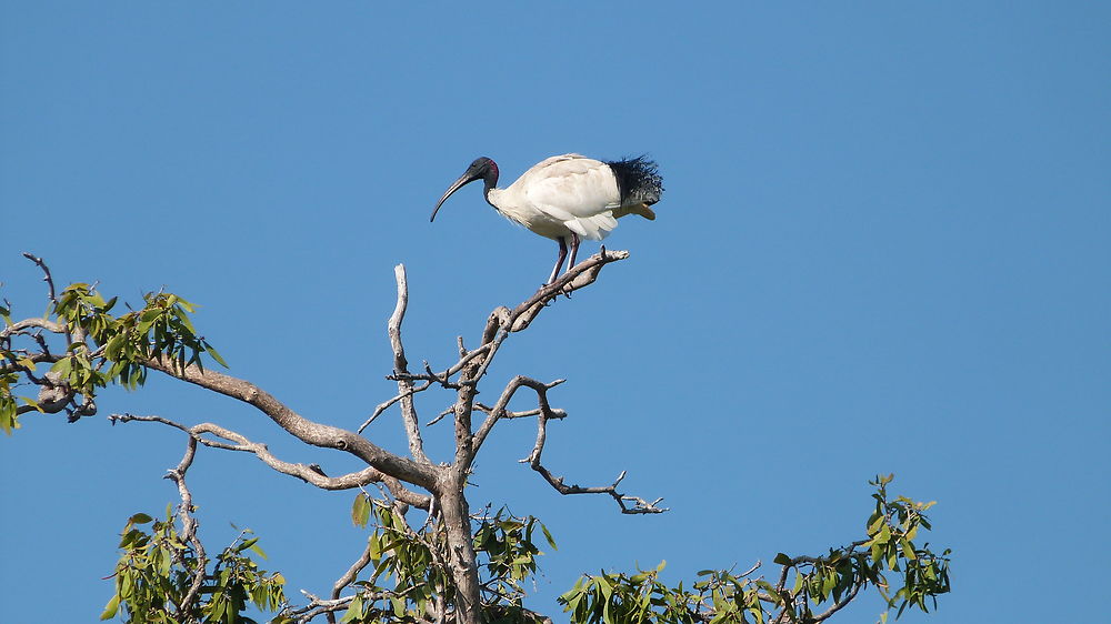 Un ibis sur une branche
