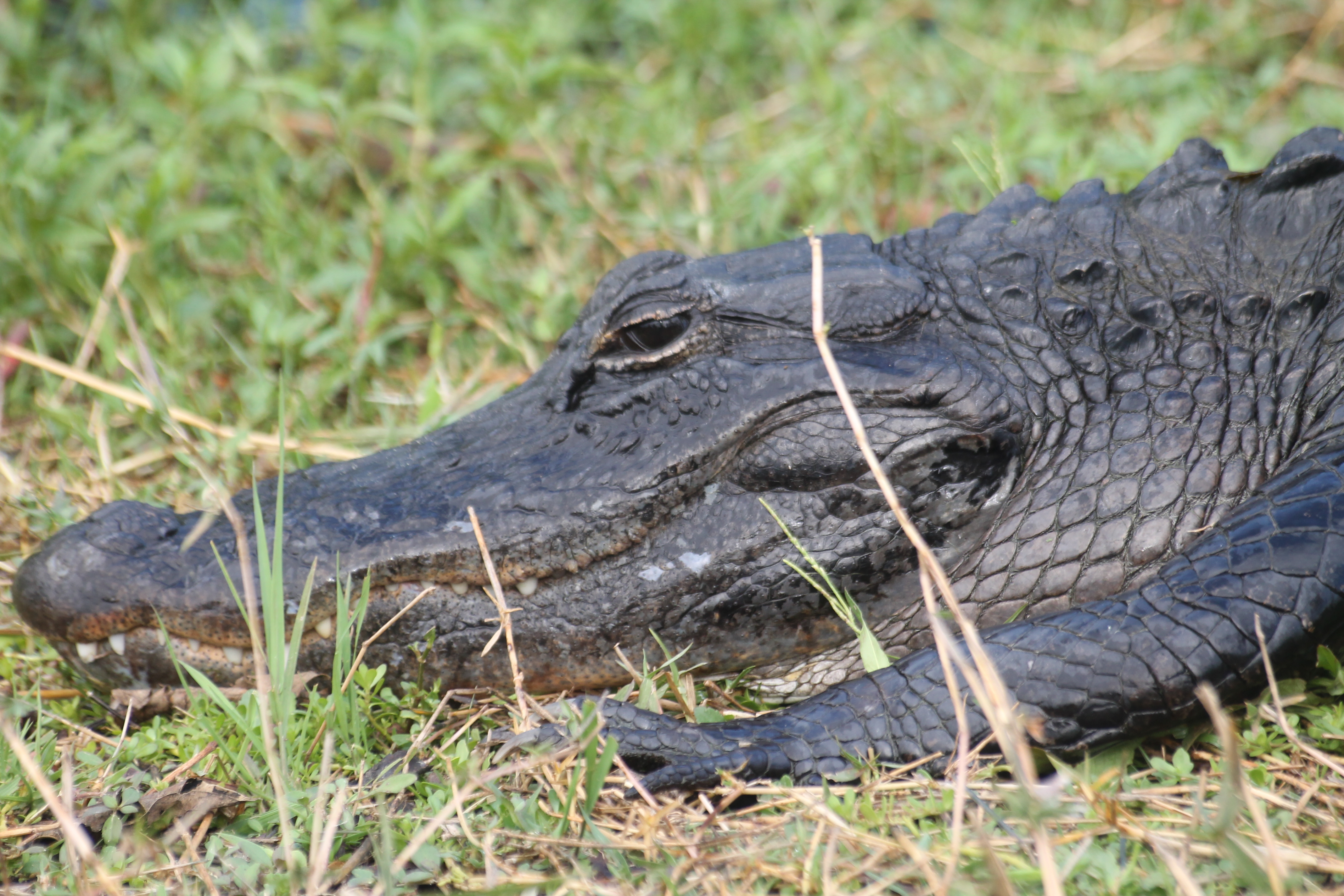 Alligator Alligator