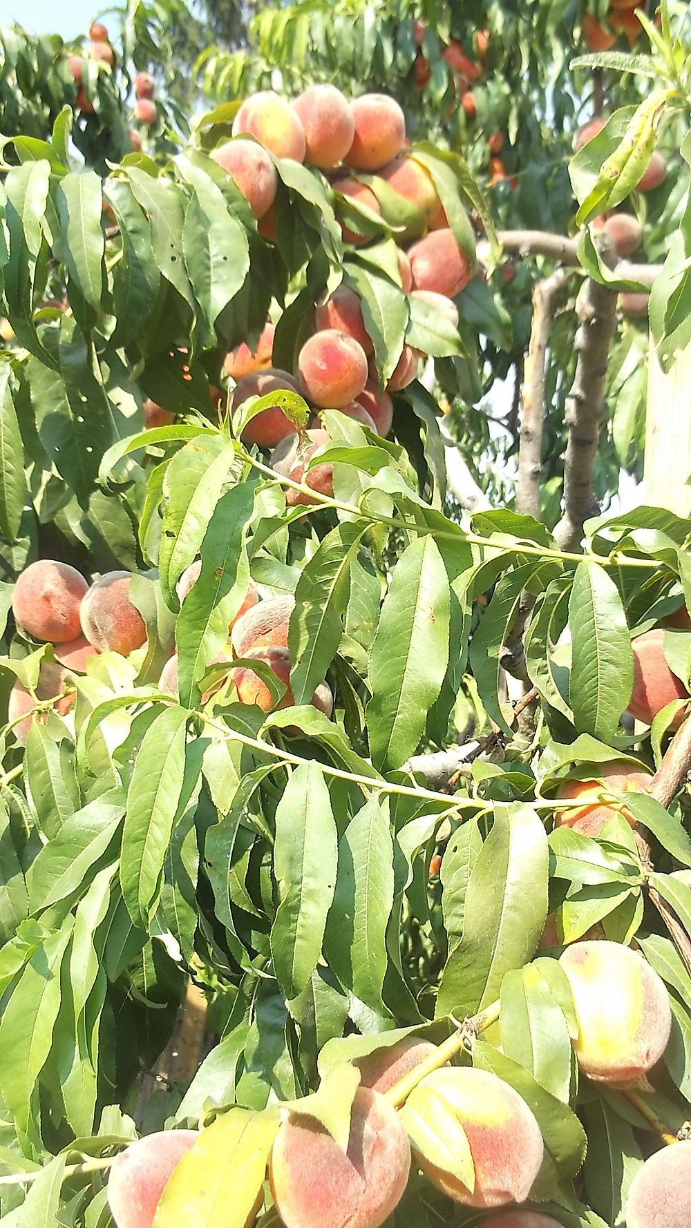 Dans le village de ma Grand Mère, Balaton Szabadi