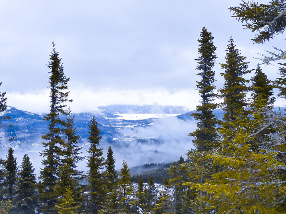 Vue sur la forêt du Saguenay au Québec 