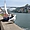Mouette et champ d'eau à Porto