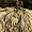 Fleurs de sable au bas de la dune du Pilat