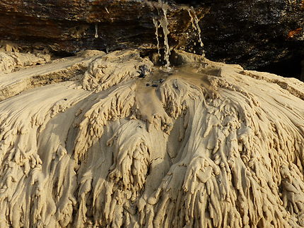Fleurs de sable au bas de la dune du Pilat