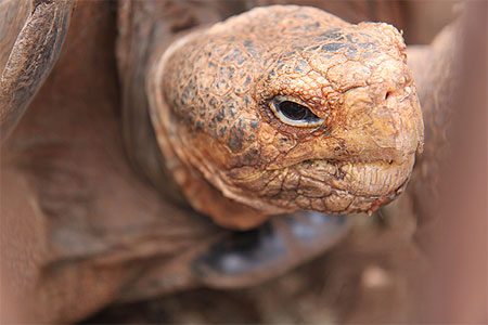 Tortue terrestre Tortue terrestre