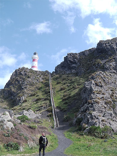 Cap palliser Cap palliser