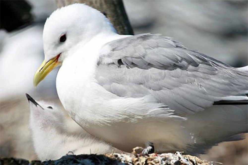 Mouettes trydactyles