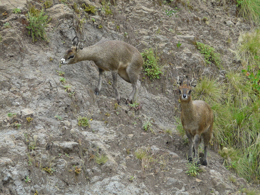 Chèvres d'Abbysinie