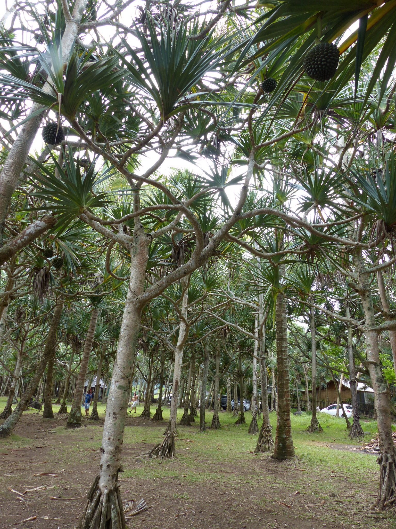 Pandanus Pandanus