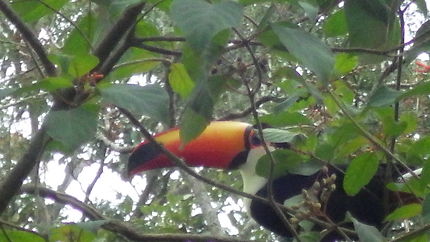 Toucan dans le parc d'Iguazu