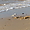 Petit oiseau marin sur la plage, dune du Pilat