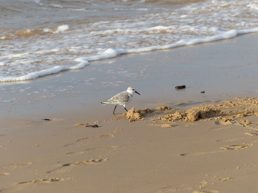 Petit oiseau marin sur la plage, dune du Pilat