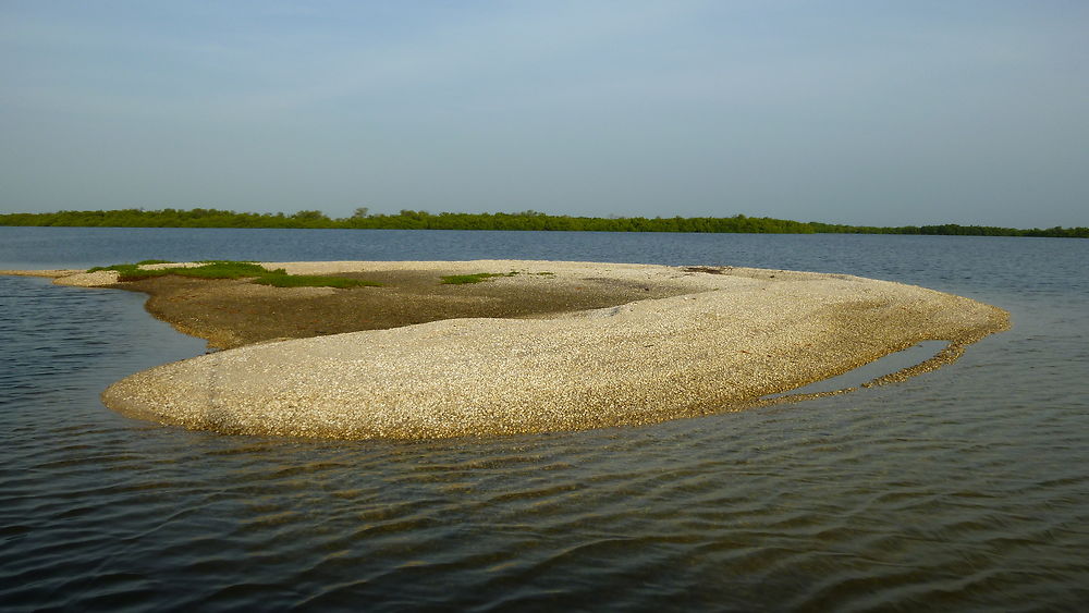 Coeur en coquillage