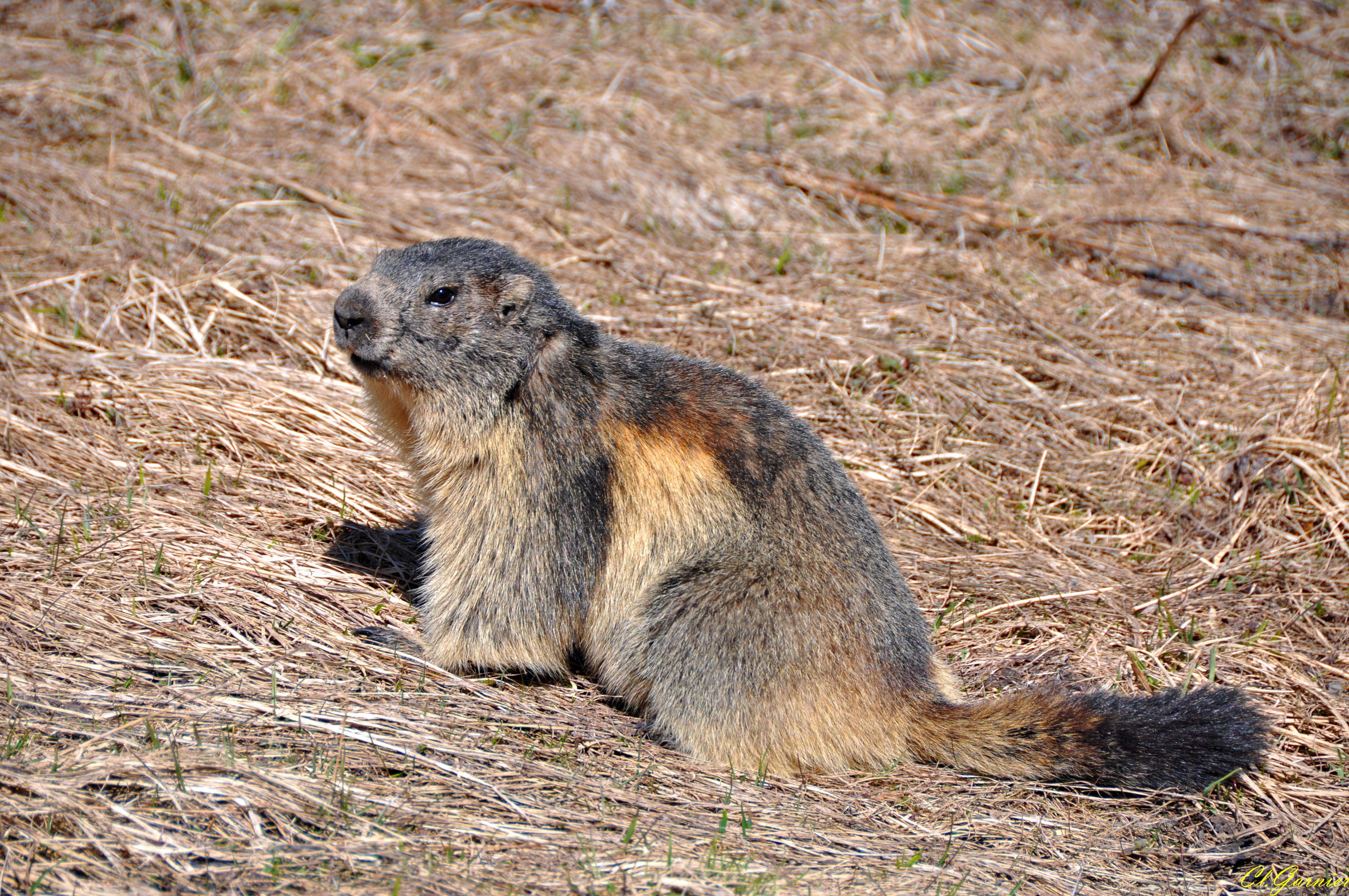 Marmotte Marmotte
