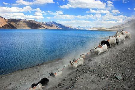 Le Pangong Tso, lac sacré au Ladakh