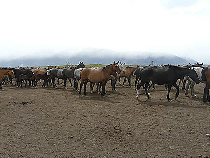 Rassemblement des chevaux