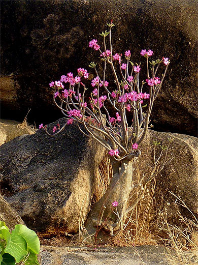 Baobab chacal Baobab chacal