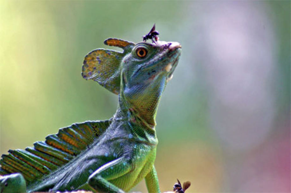 Lézard pas farouche... 