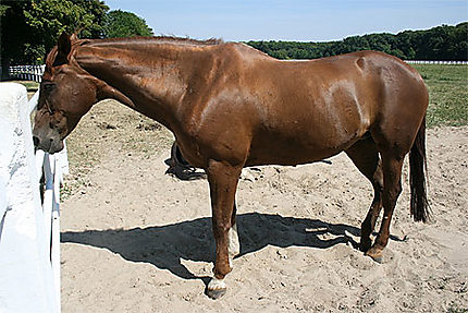 Cheval du Haras de Jardy