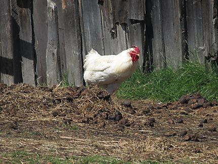 La poule blanche à La Martre
