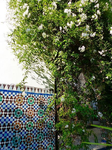 Un jardin oriental, Mosquée de Paris