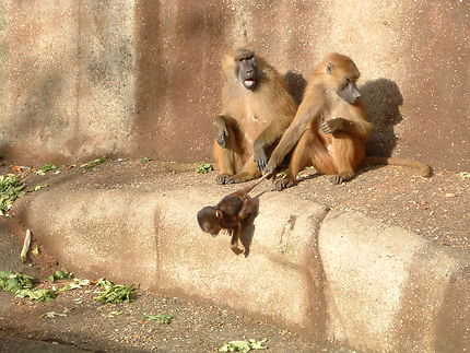Les singes et leur petit