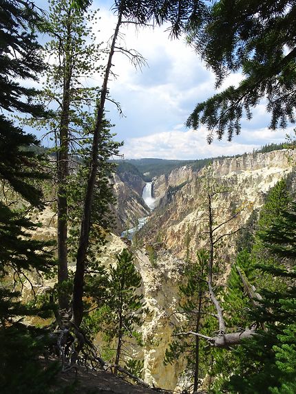 Grand canyon de Yellowstone et ses chutes