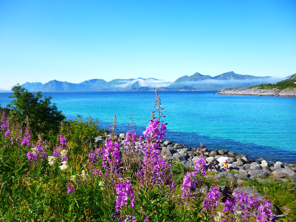 Baignade dans les Lofoten